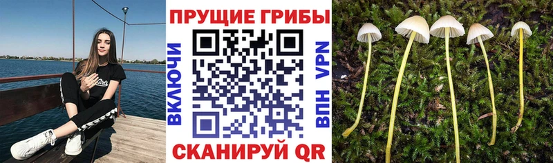 купить сайты Курлово Галлюциногенные грибы ЛСД